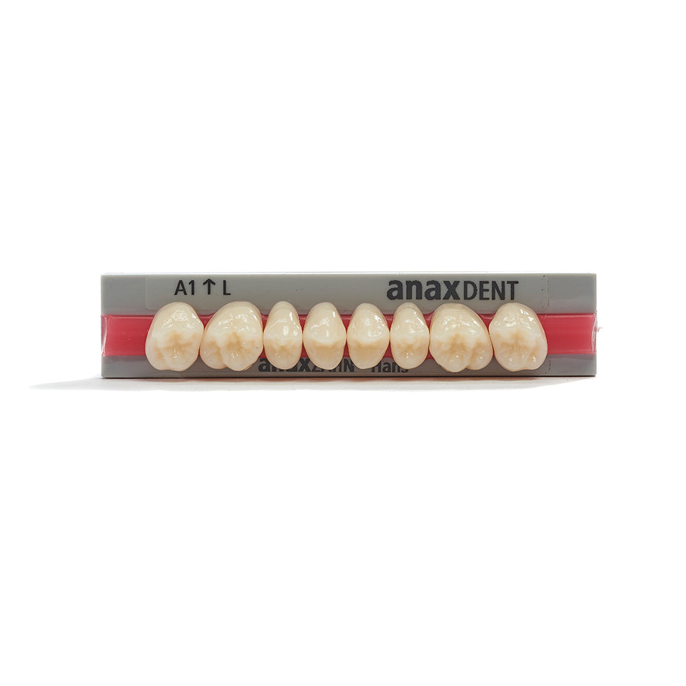 Acrylic Teeth / Anaxzahn / Hans Maxilla set Upper Jaw (UJ) L