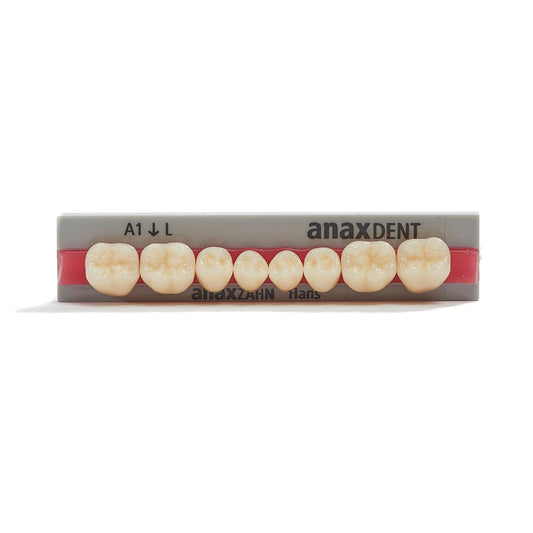 Acrylic Teeth / Anaxzahn / Hans Mandible set Lower Jaw (LJ) L