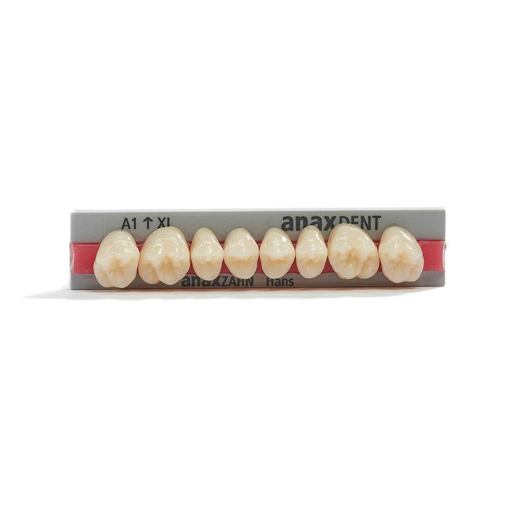 Acrylic Teeth / Anaxzahn / Hans Maxilla set Upper Jaw (UJ) XL