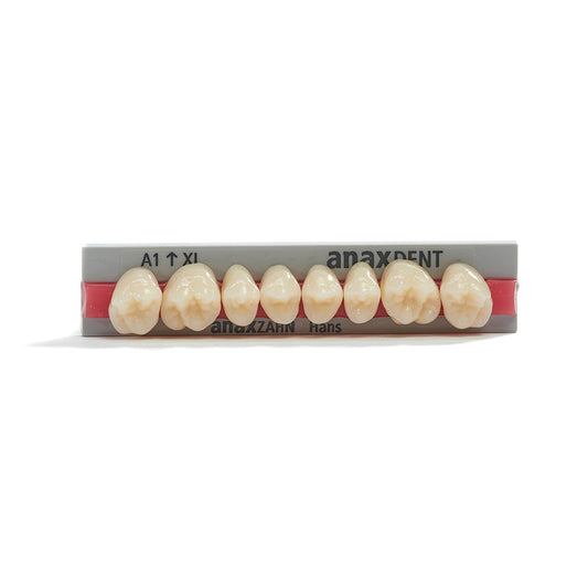 Dents en acrylique / Anaxzahn / Hans Maxilla set Mâchoire supérieure (UJ) XL