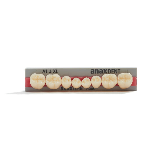 Acrylic Teeth / Anaxzahn / Hans Mandible set Lower Jaw (LJ) XL
